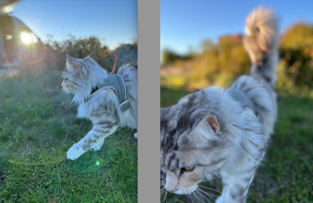 Wenn Dinah nicht fotografiert werden will