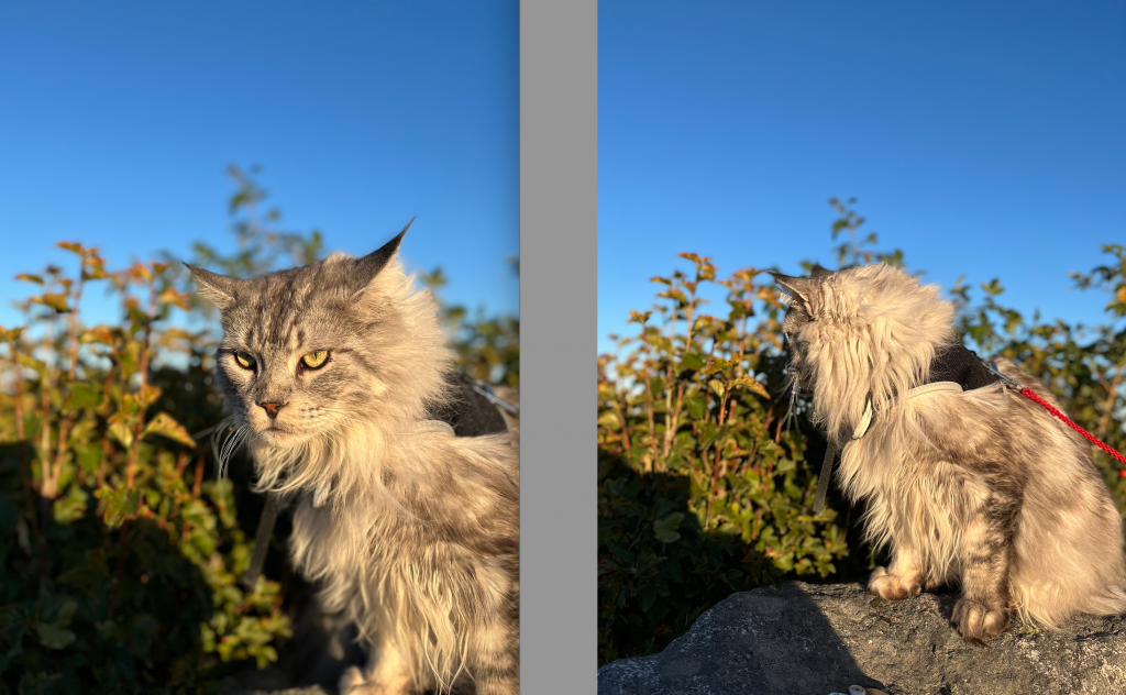 Wenn Dylan nicht fotografiert werden will